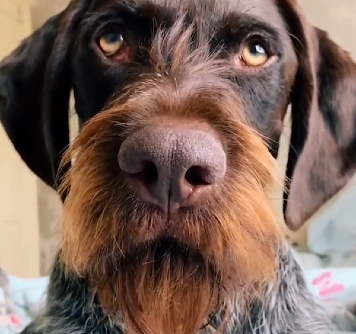 max cane barba perfetta