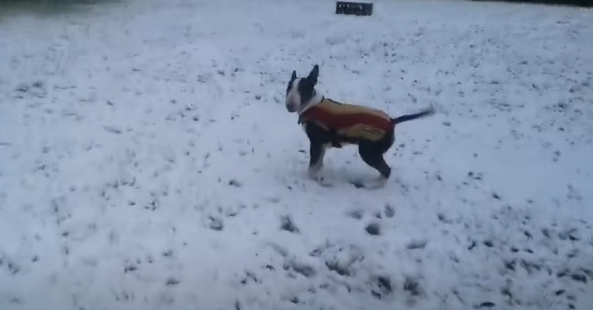 Il cucciolo Bull Terrier vede la prima neve dell’anno, la sua felicità nel video vi migliorerà la giornata