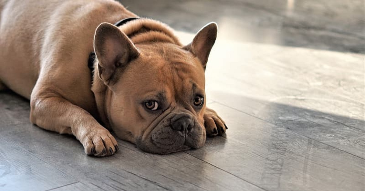 Il cucciolo Bulldog Francese sa come rinfrescarsi in modo geniale, il suo singolare metodo in video