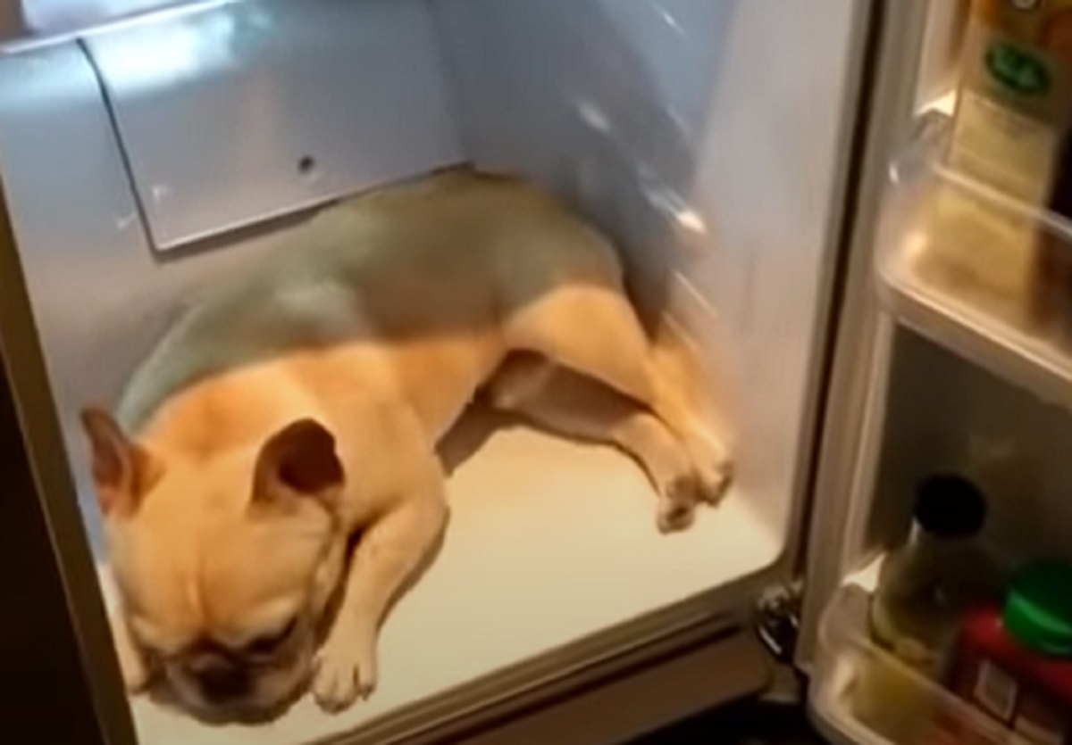 frigo fresco cucciolo