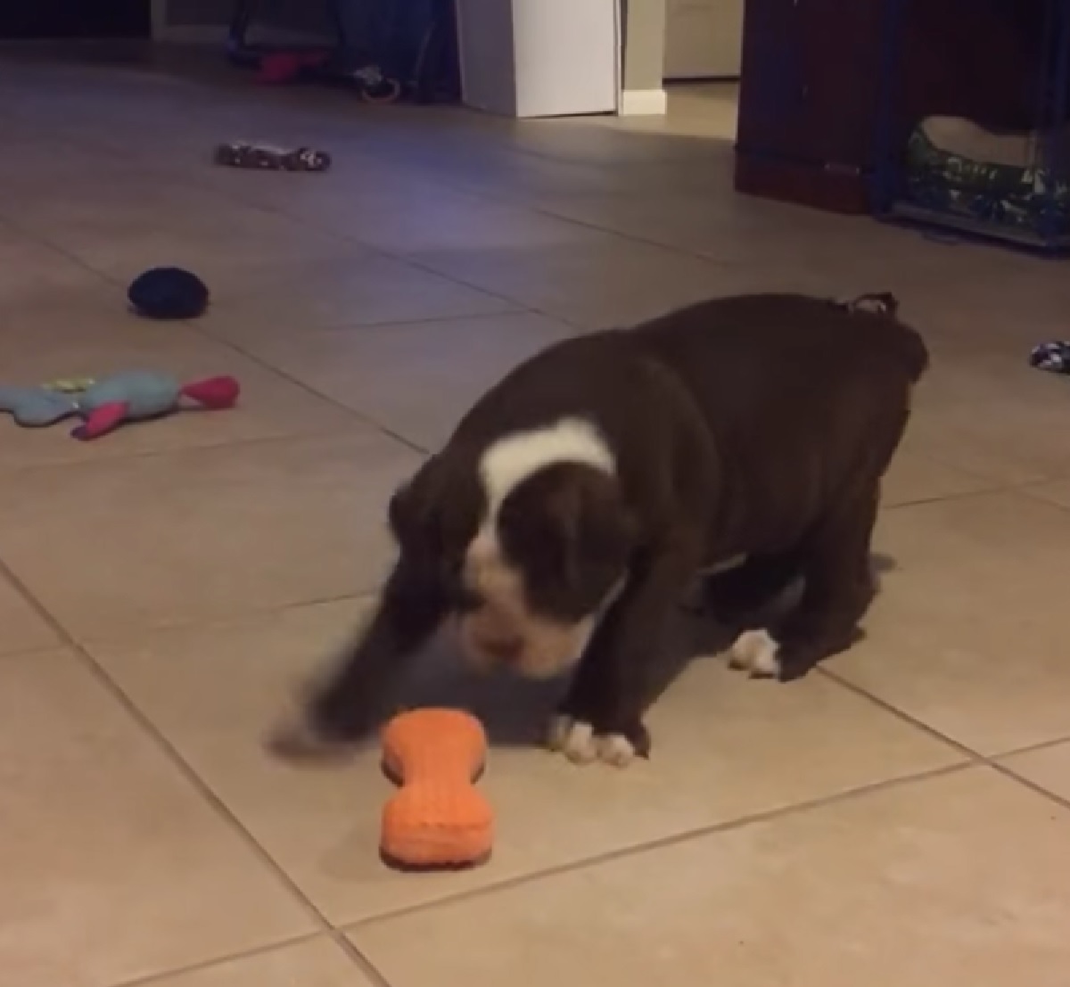 cucciolo bulldog inglese gioca osso