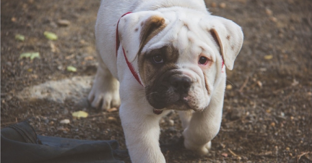 Il cucciolo Bulldog Inglese ha un nuovo giocattolo, il suo entusiasmo in video è travolgente