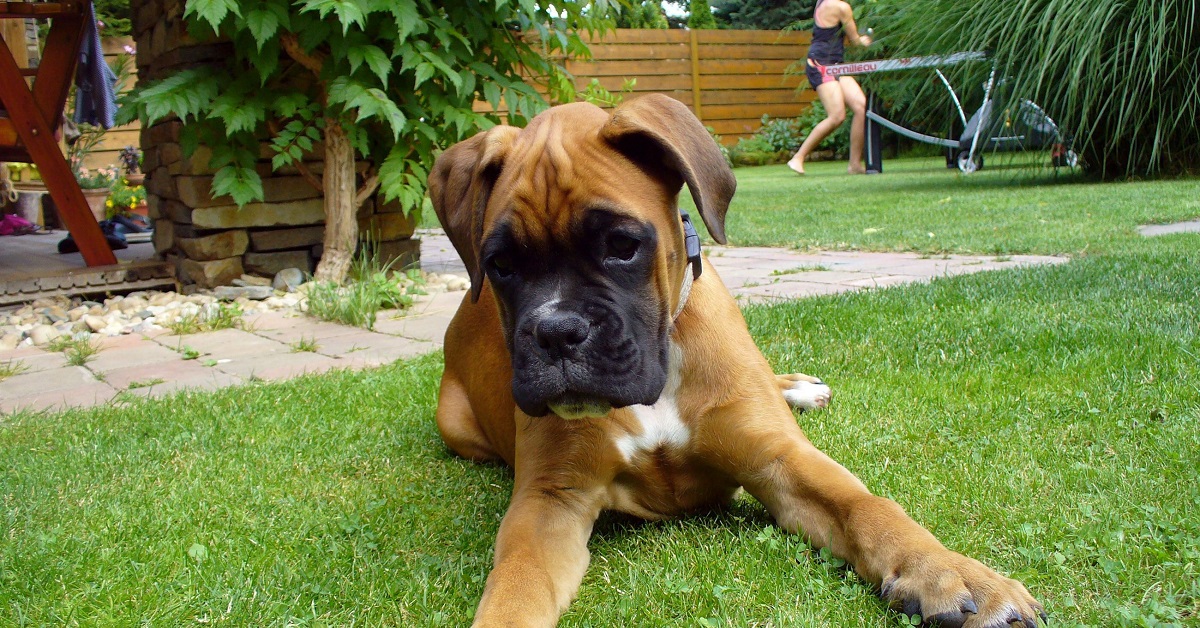 Il cucciolo di Boxer ed il neonato si divertono come matti, la loro simpatia nel video è contagiosa