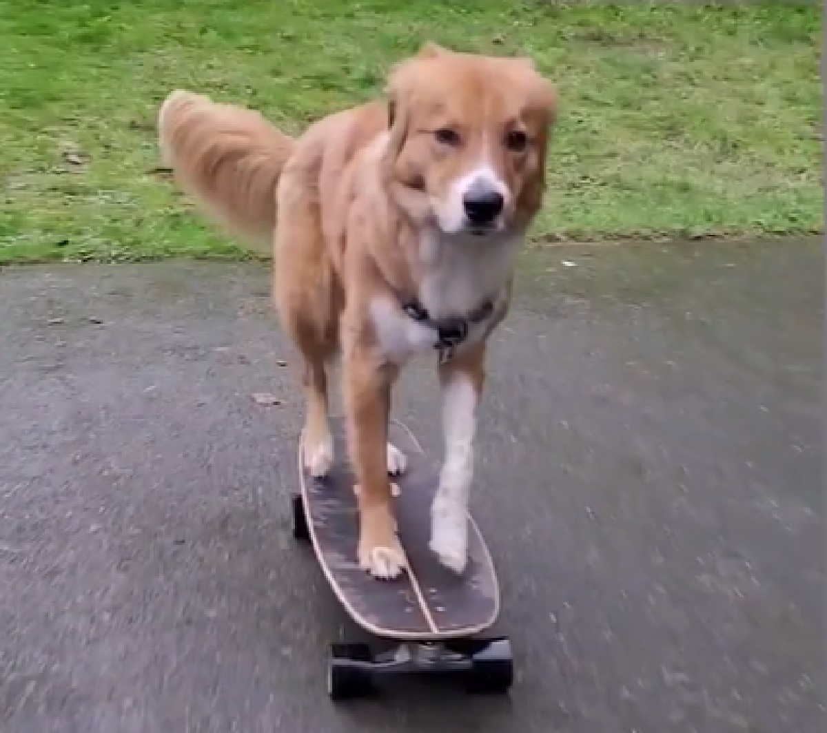 darrell cucciolo maestro skate