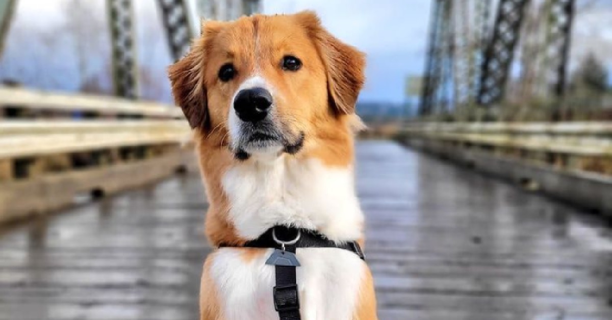Il cucciolo di cane ama lo skate, le sue abilità in video stupiscono la rete