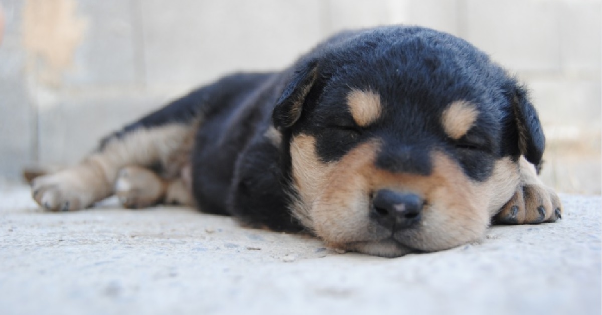Il cucciolo di cane dorme “in piedi”, il video è qualcosa di meraviglioso