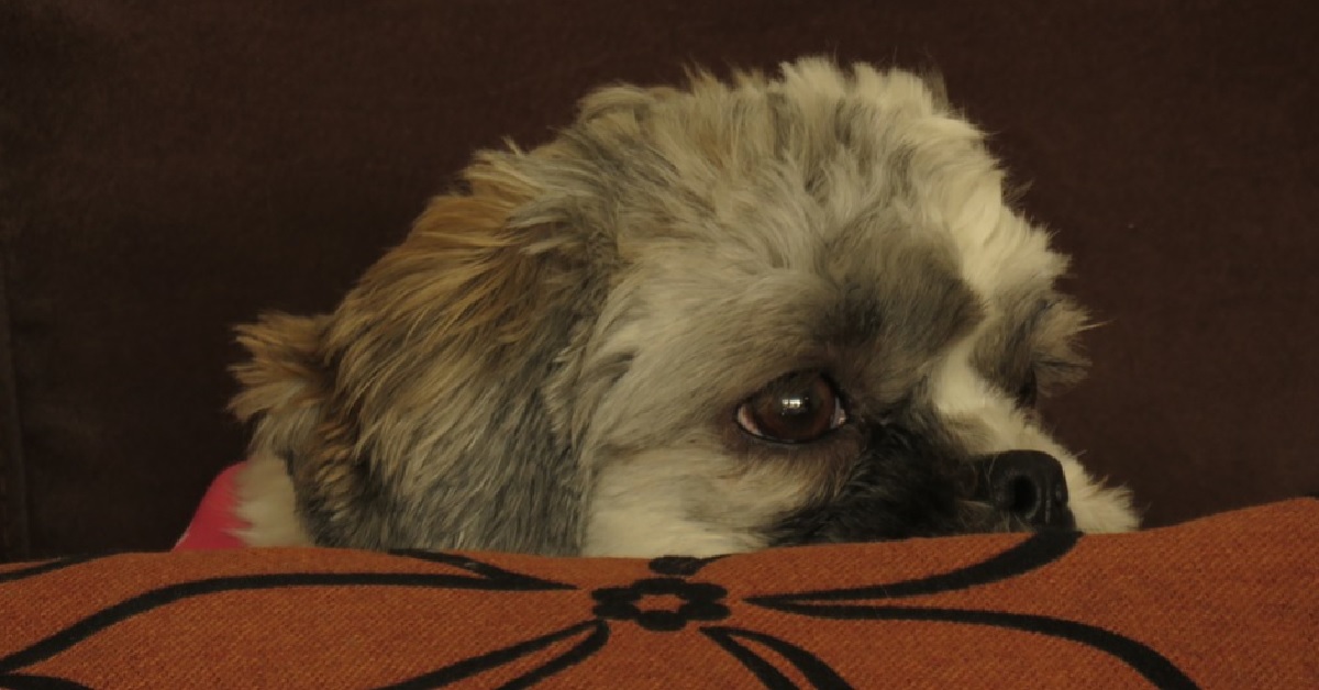 Il cucciolo di cane e la sua reazione in video quando ascolta la parola “veterinario”