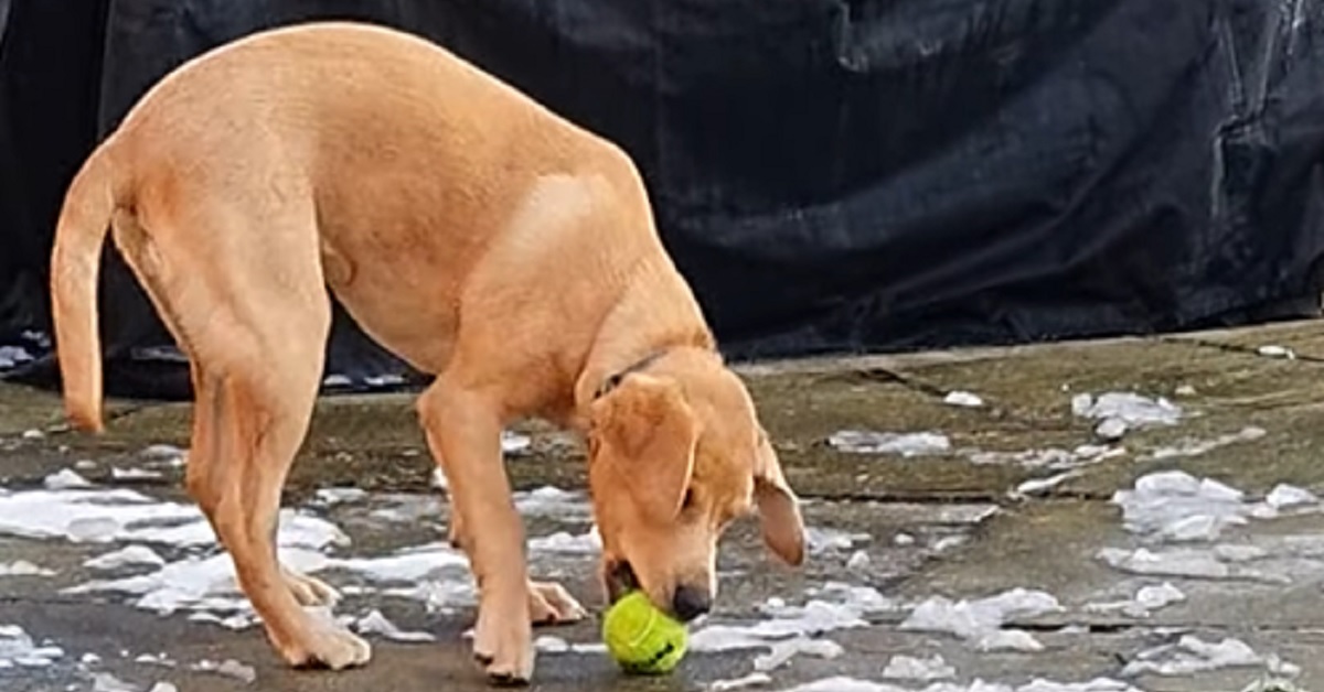 Il cucciolo di cane non riesce a prendere la pallina, capiamo il perché solo guardando il buffo video