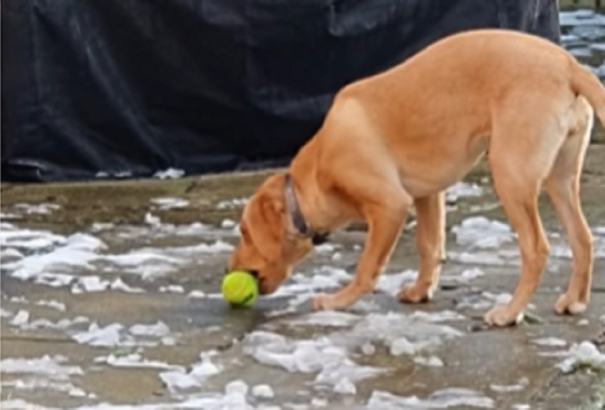 congelata pallina cucciolo