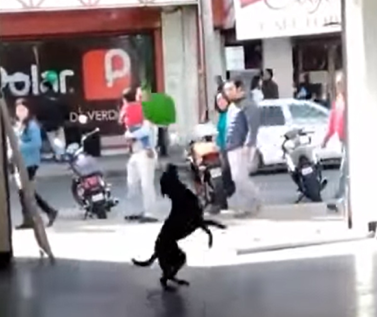 cucciolo cane strada artista del palloncino