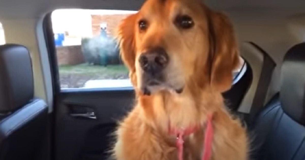 cane cucciolo paura