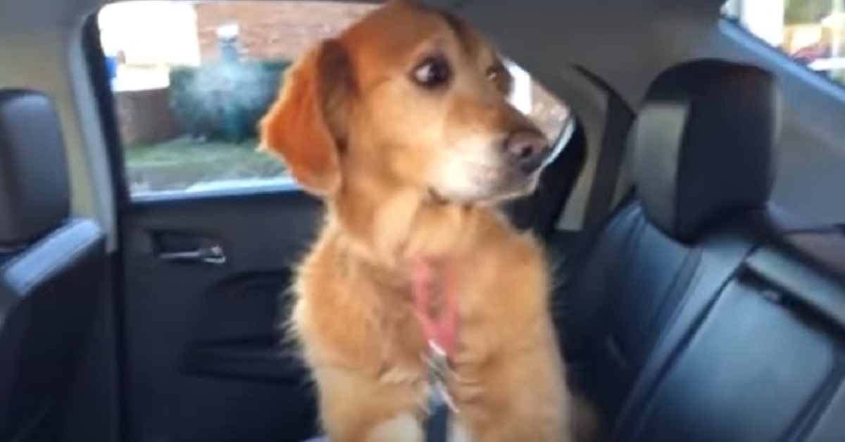 Il cucciolo di Golden Retriever arriva dal veterinario, il video mostra una scena tutta da ridere