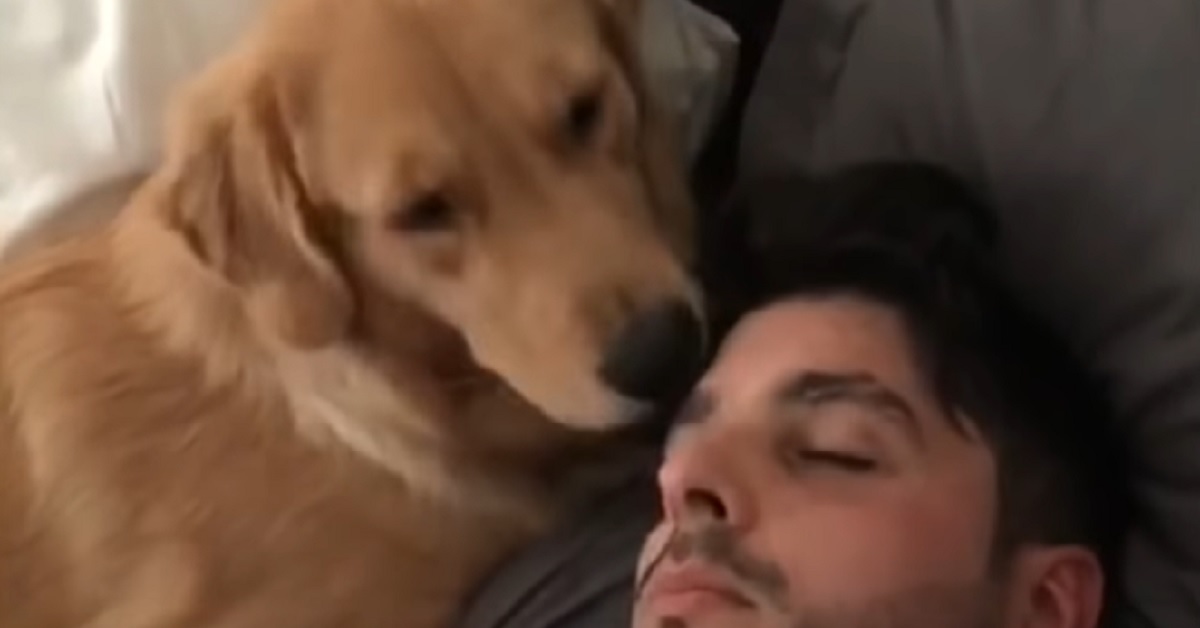 Il cucciolo di Golden Retriever cerca di svegliare papà, nel video, però, si verifica una scena bizzarra