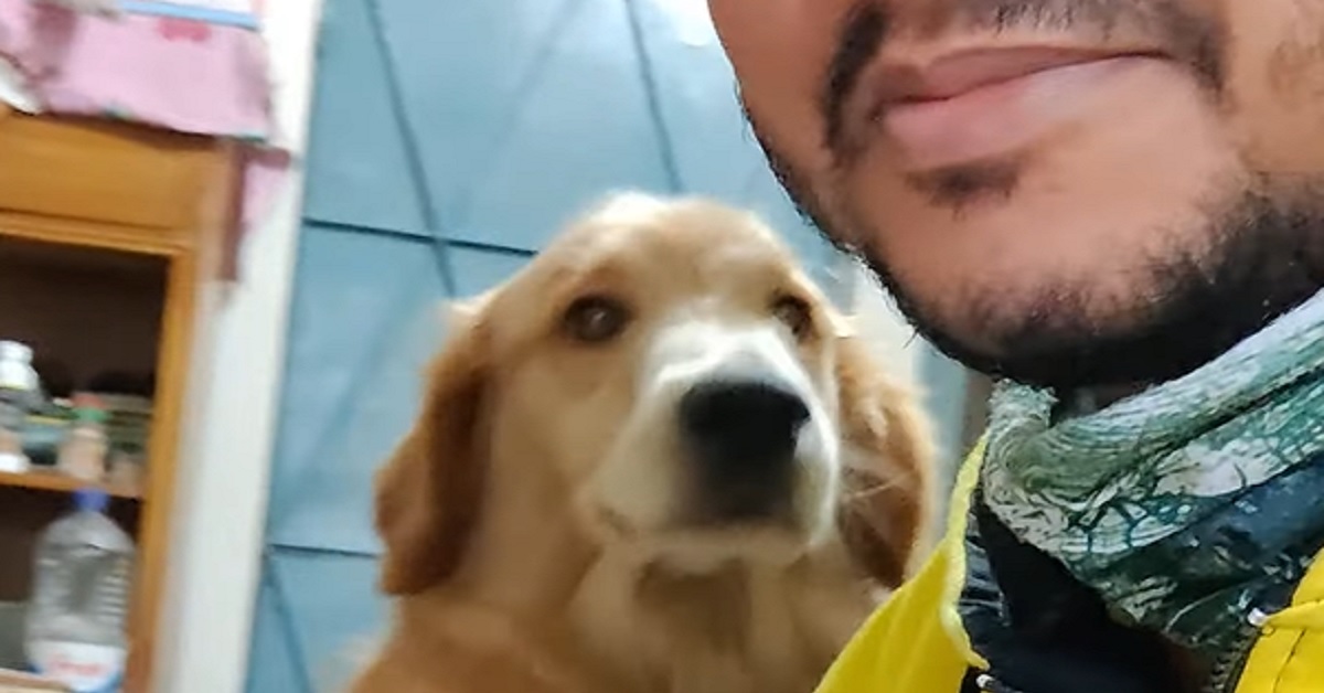 Il cucciolo di Golden Retriever “esige” più coccole, nel simpatico video fa di tutto pur di ottenerle