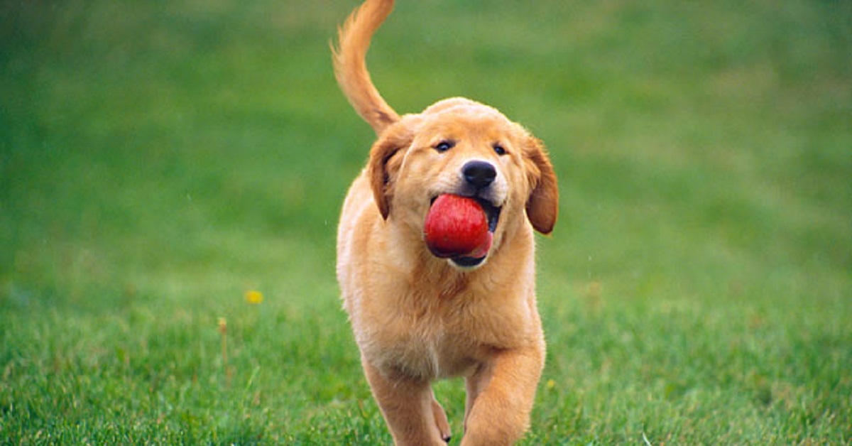 Il cucciolo di Golden Retriever non vuole lasciare la mela rubata, la buffa scenata che fa in video è tutta da vedere