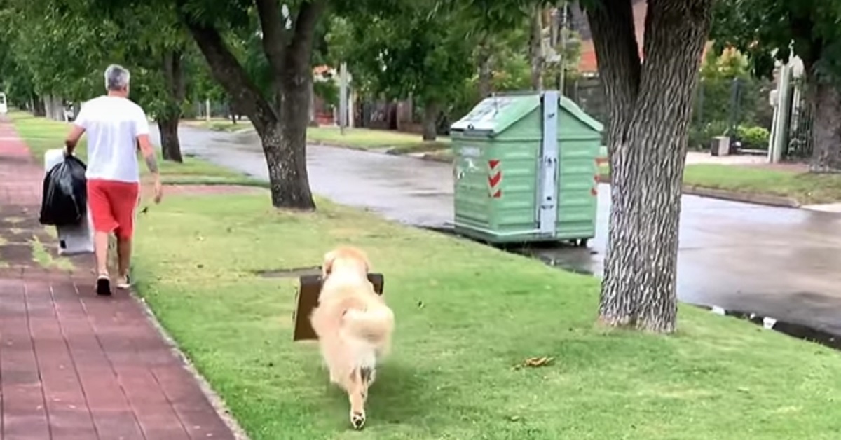 Il cucciolo di Golden Retriever porta fuori la spazzatura da solo, il video vi sorprenderà