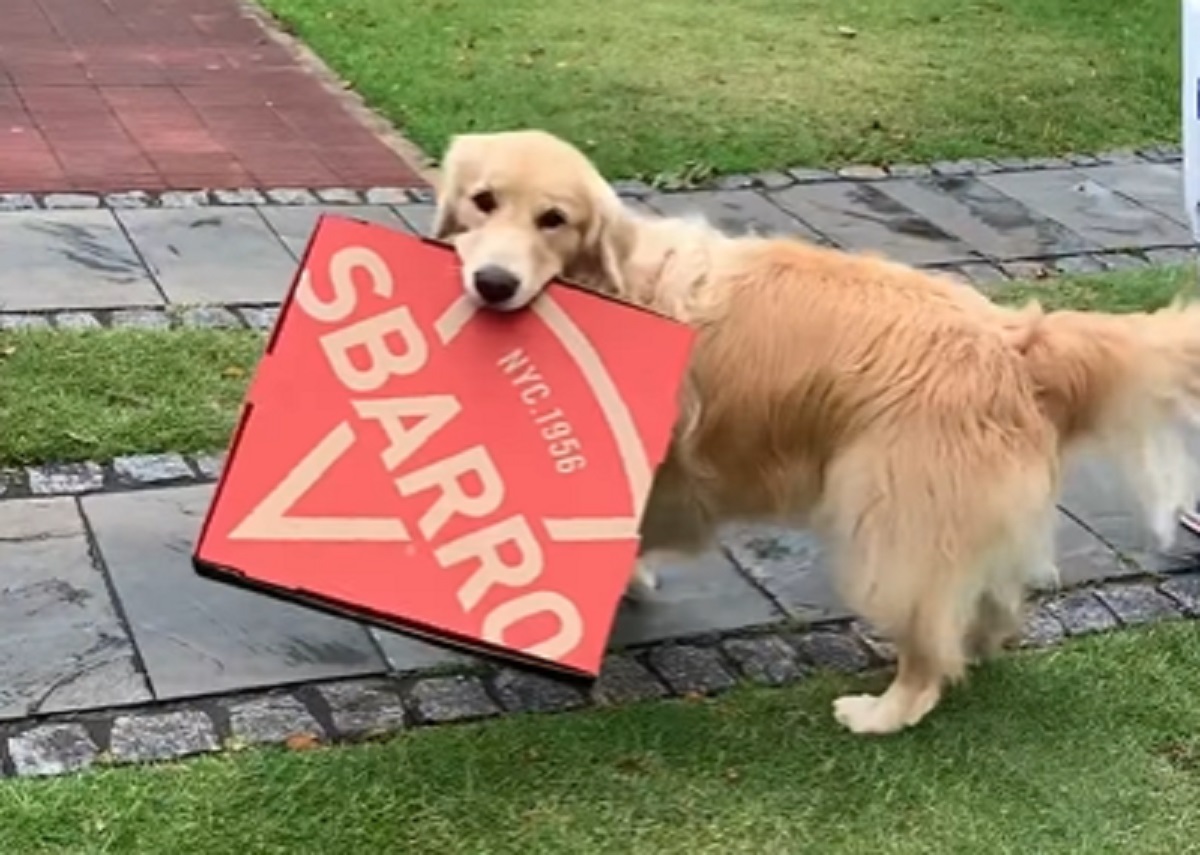 cucciolo golden retriever