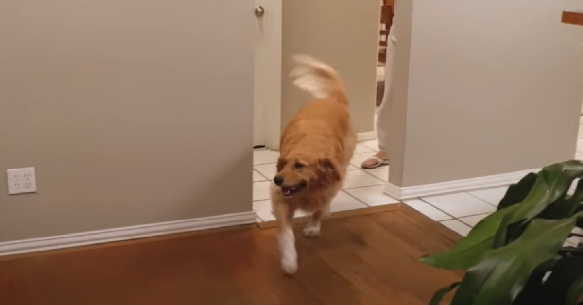 Il cucciolo di Golden Retriever rivede il suo migliore amico dopo tanto tempo, il video è commovente