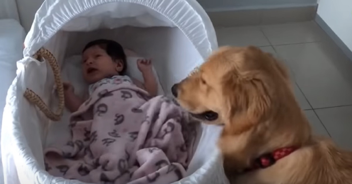 Il cucciolo di Golden Retriever sente piangere il neonato, la mamma registra in video una scena commovente