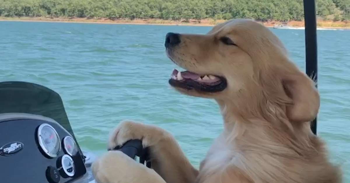 Il cucciolo di Golden Retriever si mette alla guida di una barca, il video è sulla bocca di tutti gli utenti