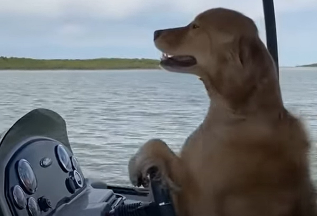 cane mare guidare