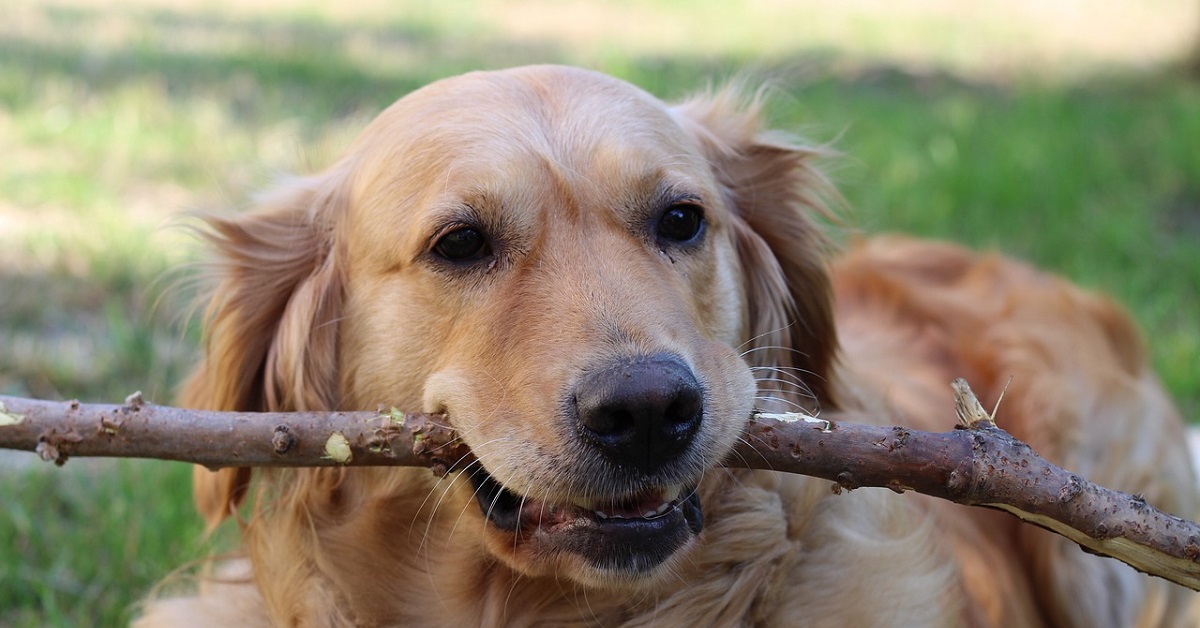 Il cucciolo di Golden Retriever vuole portare il bastone a casa, ma nel video accade un imprevisto
