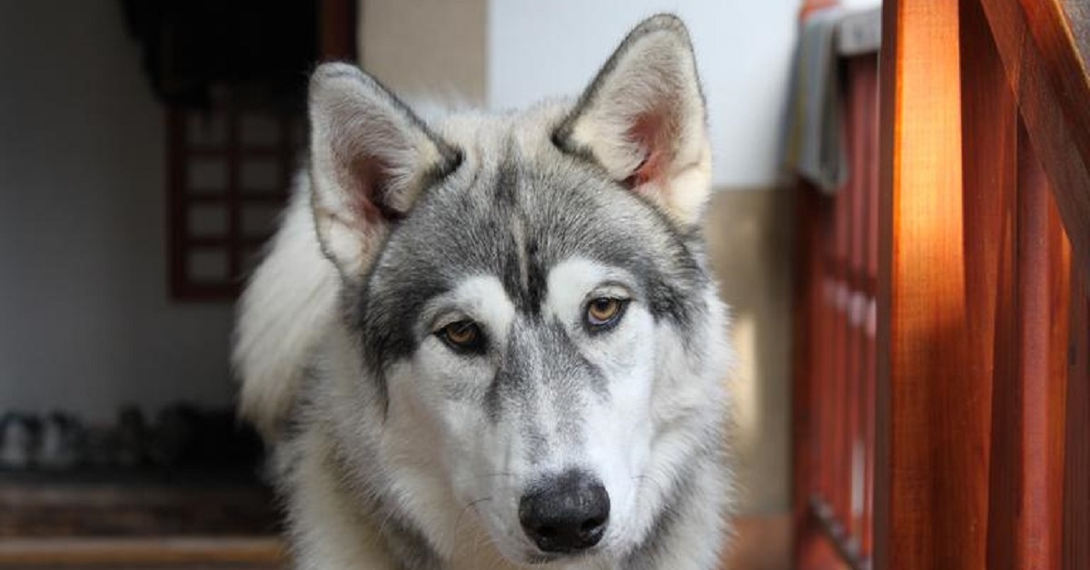 Il cucciolo di Husky assonnato cerca di restare sveglio in macchina, tutta la bizzarra scena in video