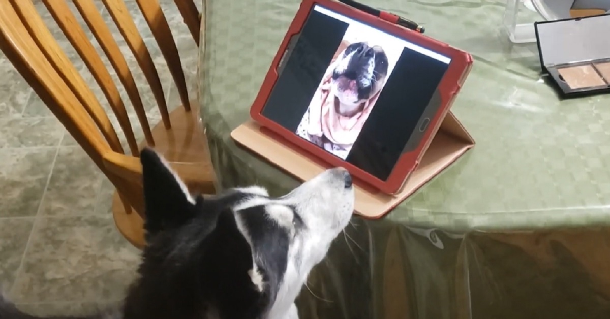 Il cucciolo di Husky fa una videochiamata con la sua amica lontana, il tenero video vi conquisterà
