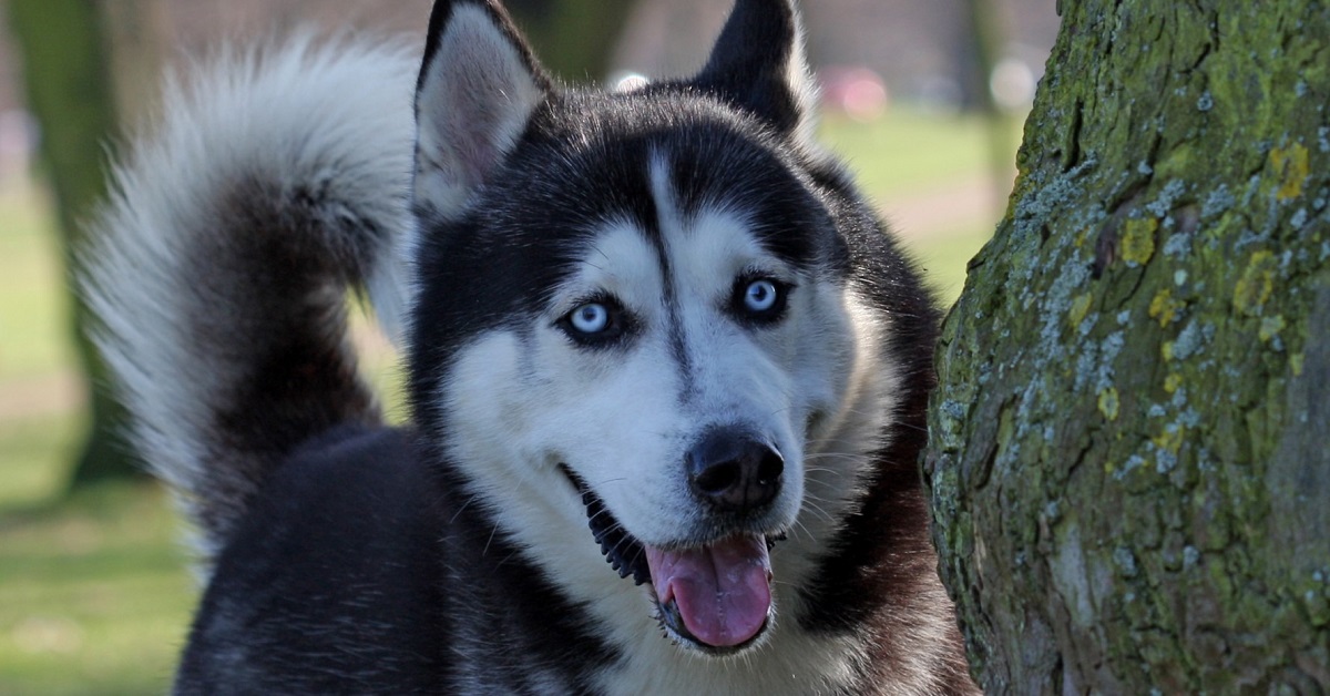 Il cucciolo di Husky non vuole affatto fare il bagno, tutta la sua esilarante scenata in video