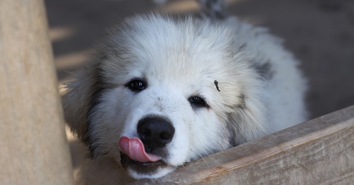 Il cucciolo di Pastore dei Pirenei dorme in posizione buffa, il divertente video vi farà sorridere