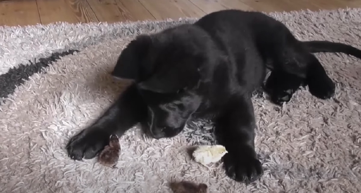 cagnolino cucciolo pulcini