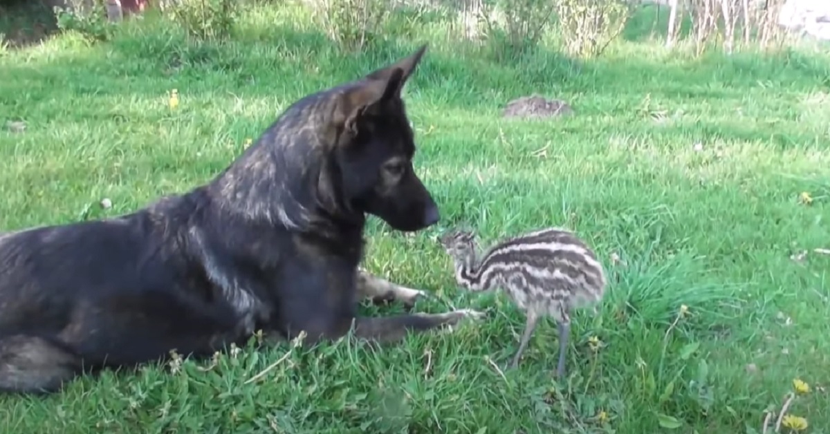 Il cucciolo di pastore tedesco ha una speciale amicizia con un piccolo emù, il video vi conquisterà