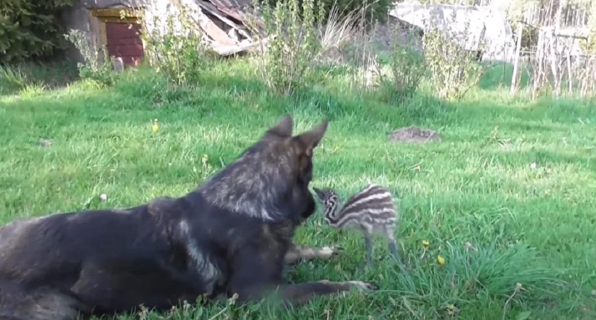 cucciolo cane uccello