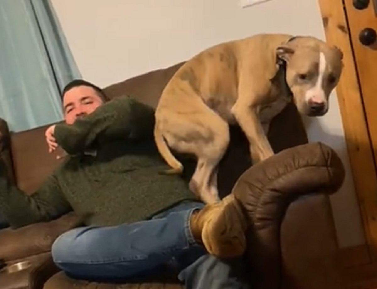 papà cucciolo divano