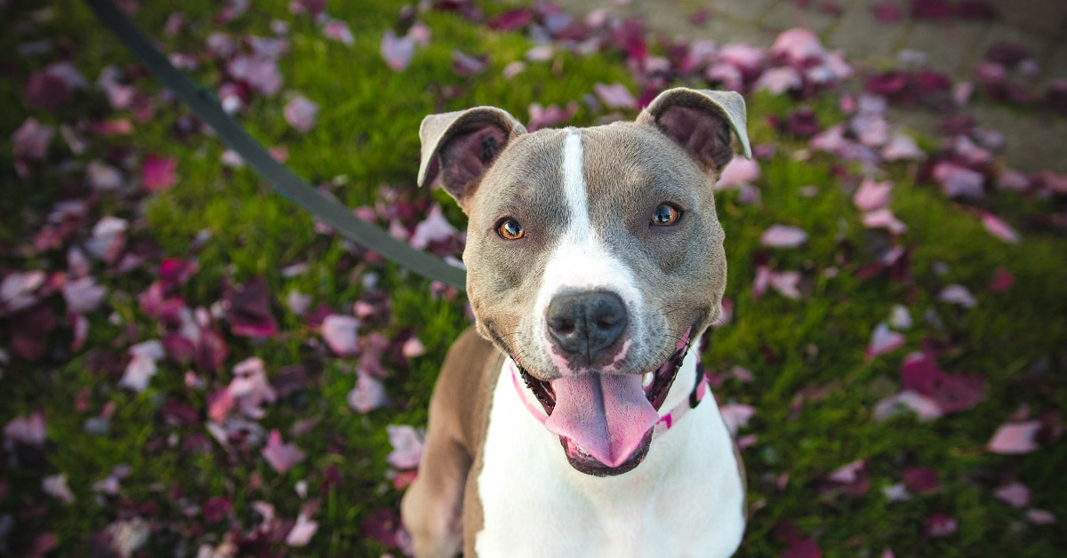 Il cucciolo di Pitbull deve “arrampicarsi” per ricevere le coccole dal papà, l’esilarante scena in video