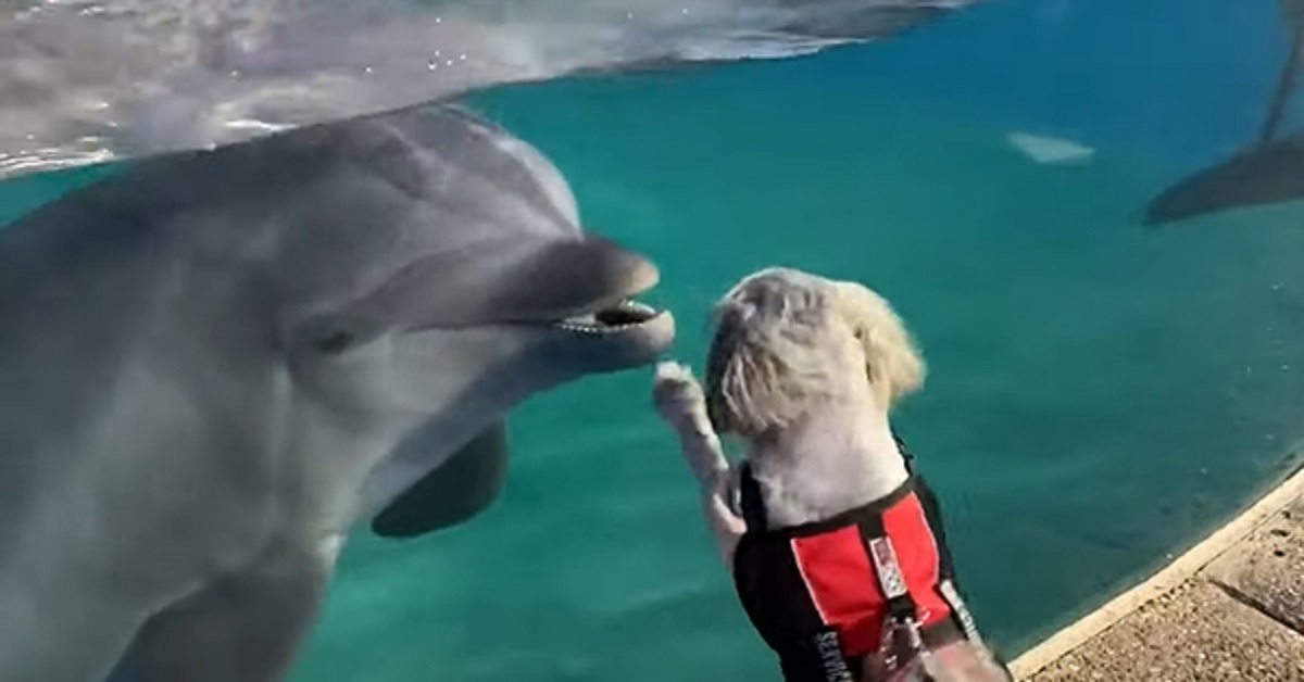 Il cucciolo di Shih Tzu visita lo zoo e fa amicizia con un delfino, il tenero video vi farà sorridere
