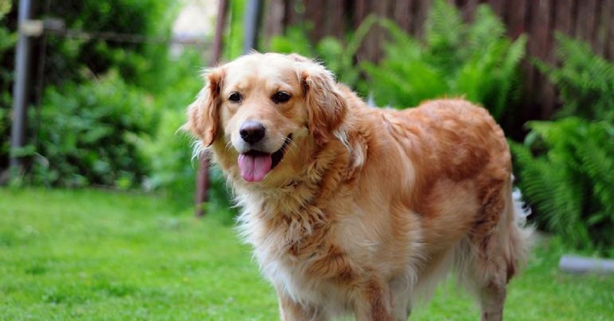 Il cucciolo Golden Retriever ama passare il tempo in modo decisamente insolito, il video vi stupirà