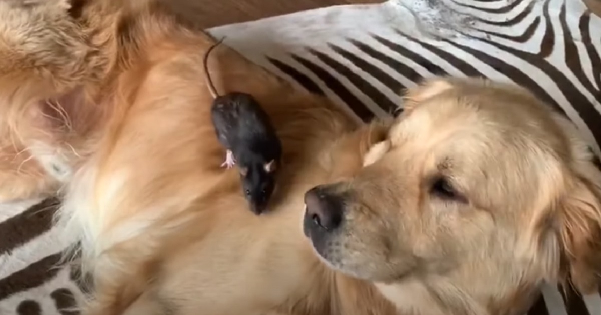 Il cucciolo Golden Retriever è il migliore amico di un topolino, il video mostra il loro straordinario rapporto