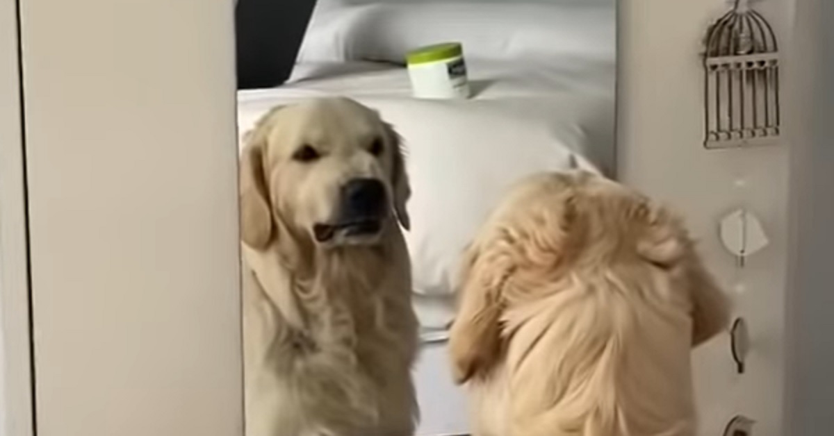 Il cucciolo Golden Retriever fa delle smorfie assurde davanti allo specchio, il video è unico