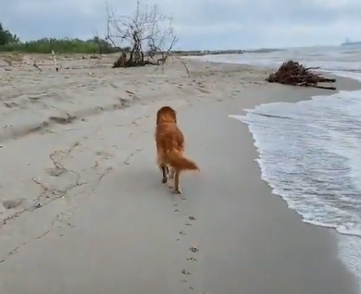 sasha cucciolo golden spiaggia