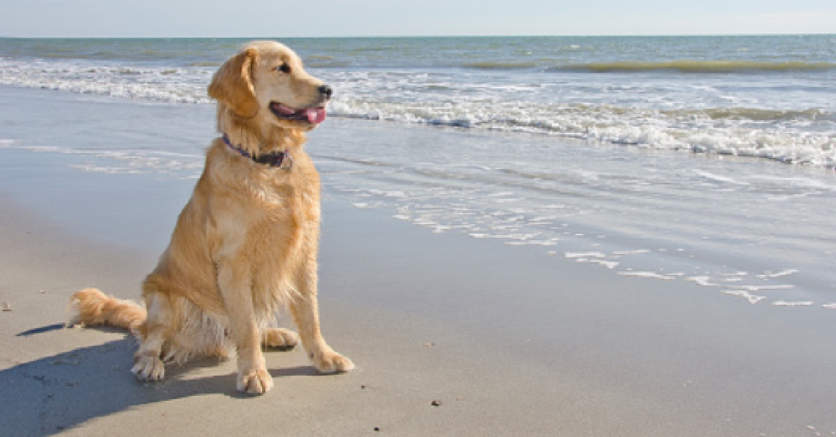 Il simpaticissimo cucciolo Golden Retriever finge di sfilare come un modello, il video è super