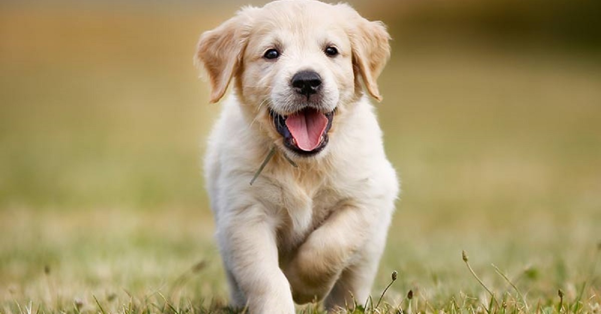 Il cucciolo Golden Retriever gioca con il fermaporta, il video vi cambierà la giornata