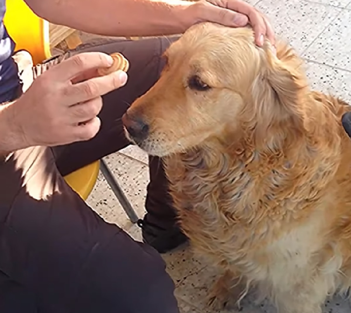 cucciolo golden attesa trucco