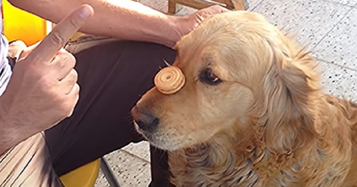 Il cucciolo Golden Retriever ha imparato un trucco meraviglioso, nel video la sua abilità