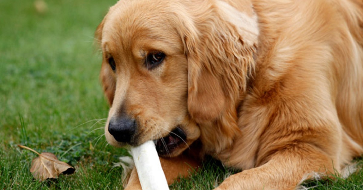 Il cucciolo Golden Retriever ha una strana abitudine quando si esce per la passeggiata, il video è curioso