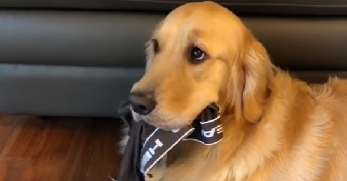 Il cucciolo Golden Retriever non vuole dare indietro le mutande, il video è tutto da gustare