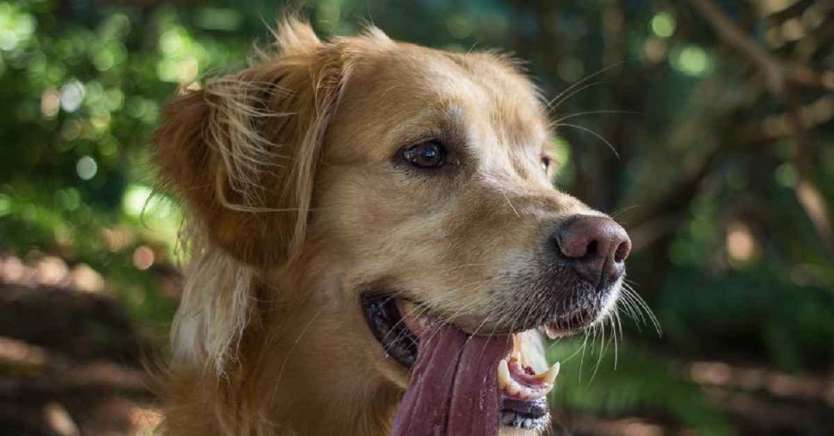 Il cucciolo Golden Retriever partecipa alla lezione di ginnastica, il fantastico video fa il giro degli utenti