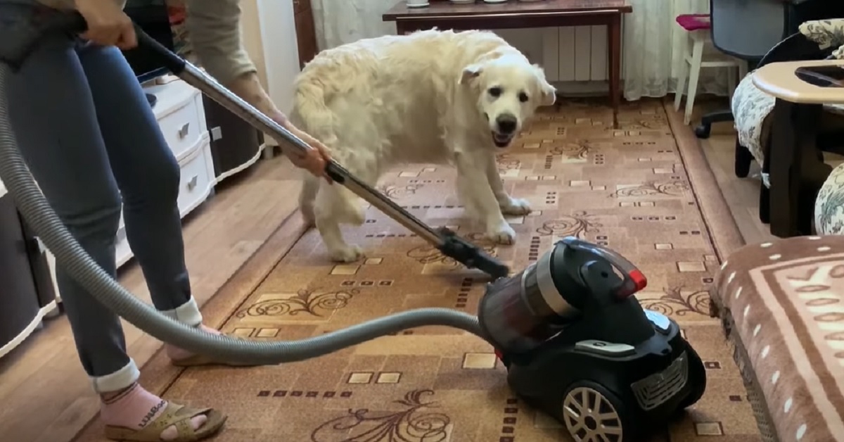 Il cucciolo Golden Retriever si comporta in modo strano quando sente l’aspirapolvere, il video è virale