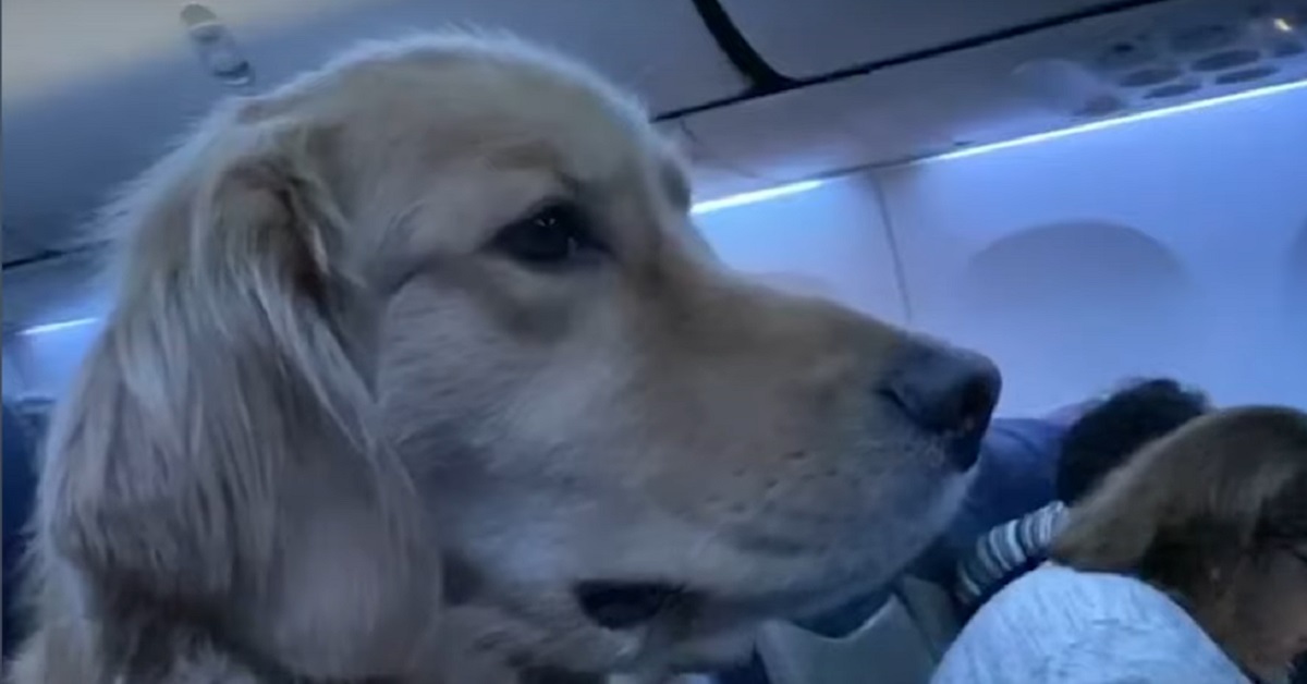 Il cucciolo Golden Retriever viaggia in aereo con la mamma, il suo comportamento in video vi stupirà