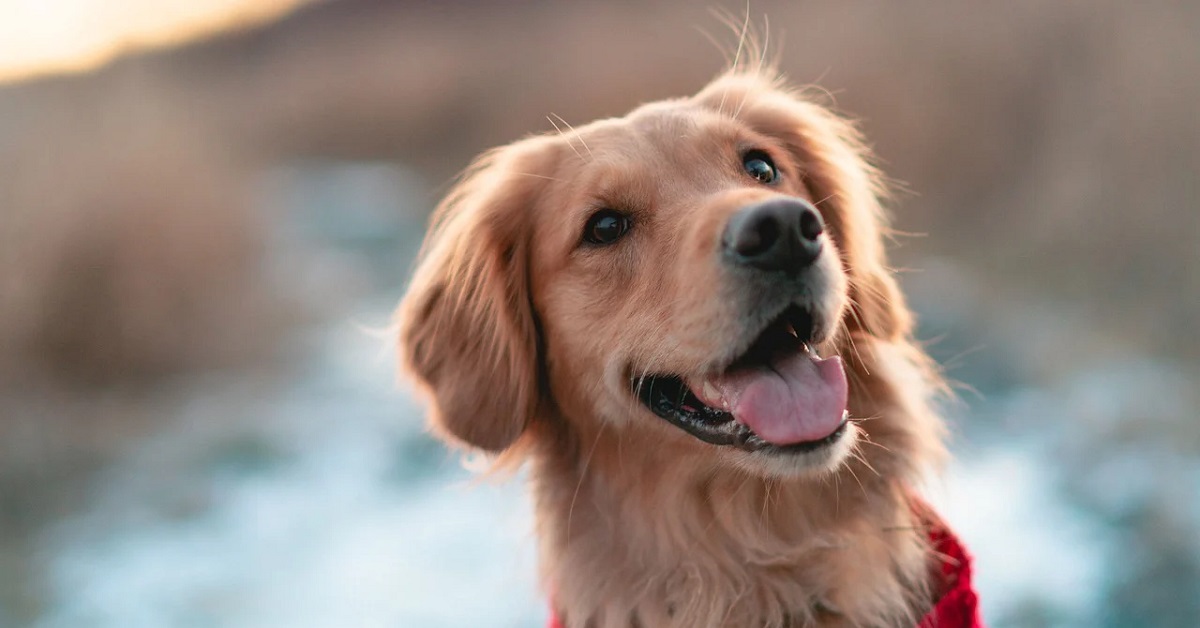 Il cucciolo Golden Retriever vuole stare a tutti i costi con papà mentre lavora, il geniale metodo in video